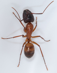 Camponotus semitestaceus