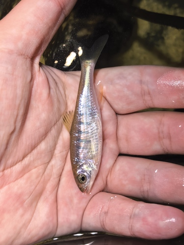 Opsariichthys rubriventris