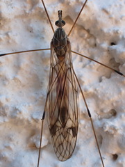 Tipula rufina