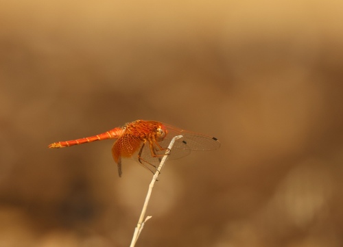 Orange-winged Dropwing