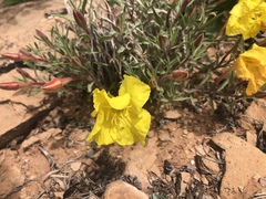 Oenothera lavandulifolia