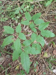 Handroanthus heptaphyllus