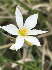Sisyrinchium albidum