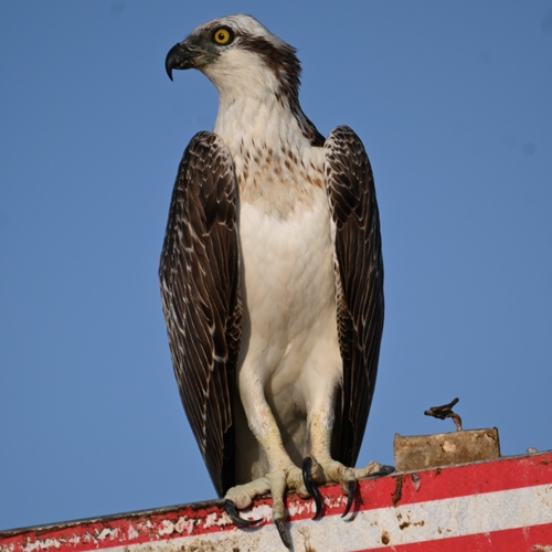 Osprey