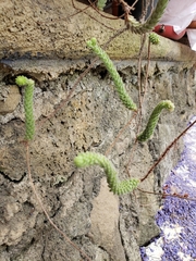 Sedum jurgensenii jurgensenii