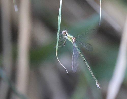 Western Willow Spreadwing