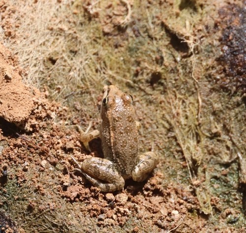 Iberian Green Frog
