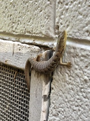 Elgaria multicarinata