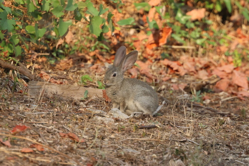 European Rabbit