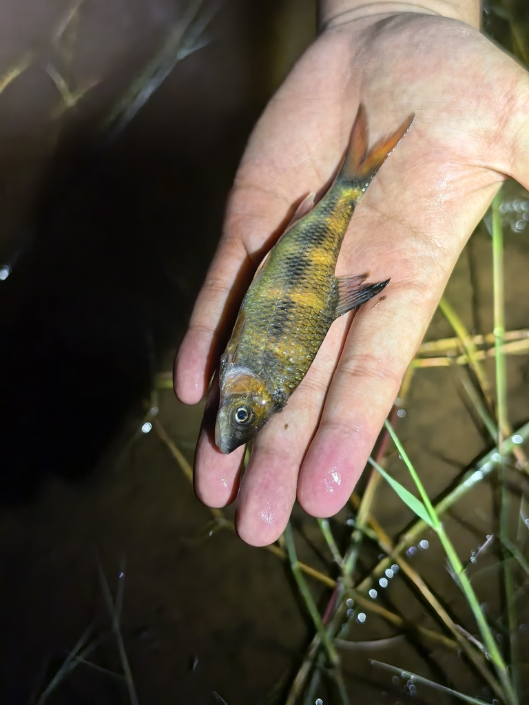 Acrossocheilus microstoma