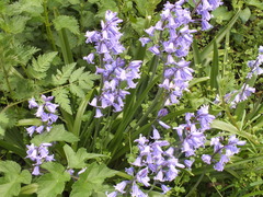Hyacinthoides hispanica