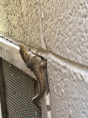 Elgaria multicarinata