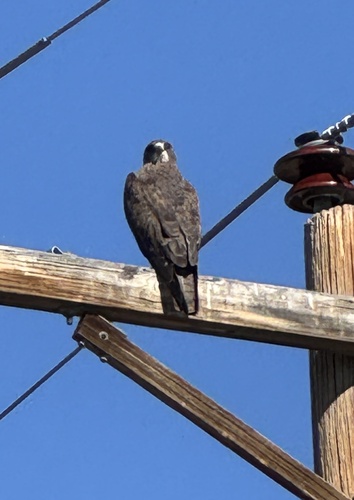 Swainson's Hawk
