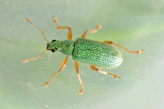 Polydrusus pterygomalis