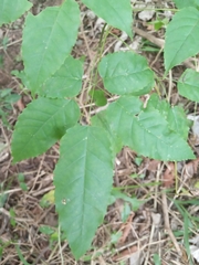 Handroanthus heptaphyllus