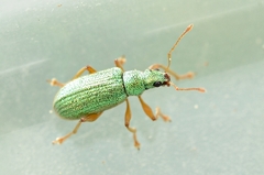 Polydrusus pterygomalis