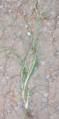 Une autre photo de Goosegrass