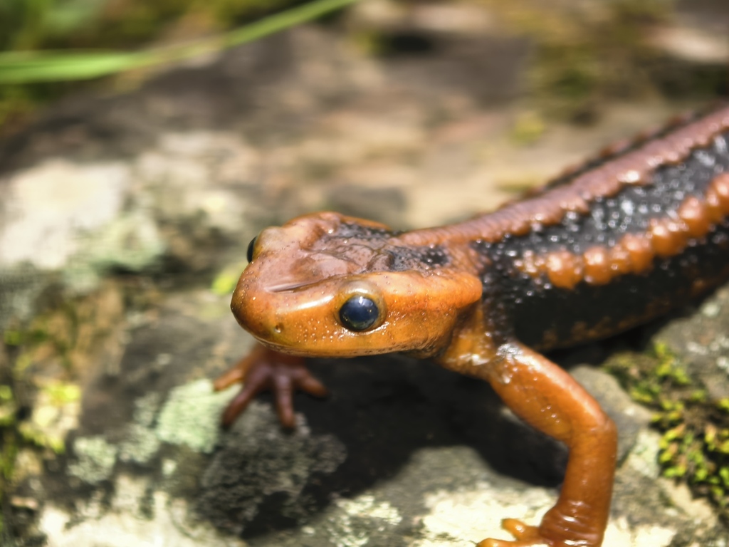 Southern Sichuan Crocodile Newt