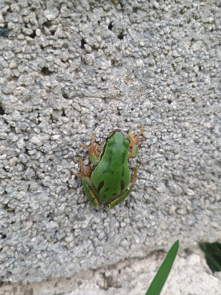 Puebla Frog (Lithobates pueblae)