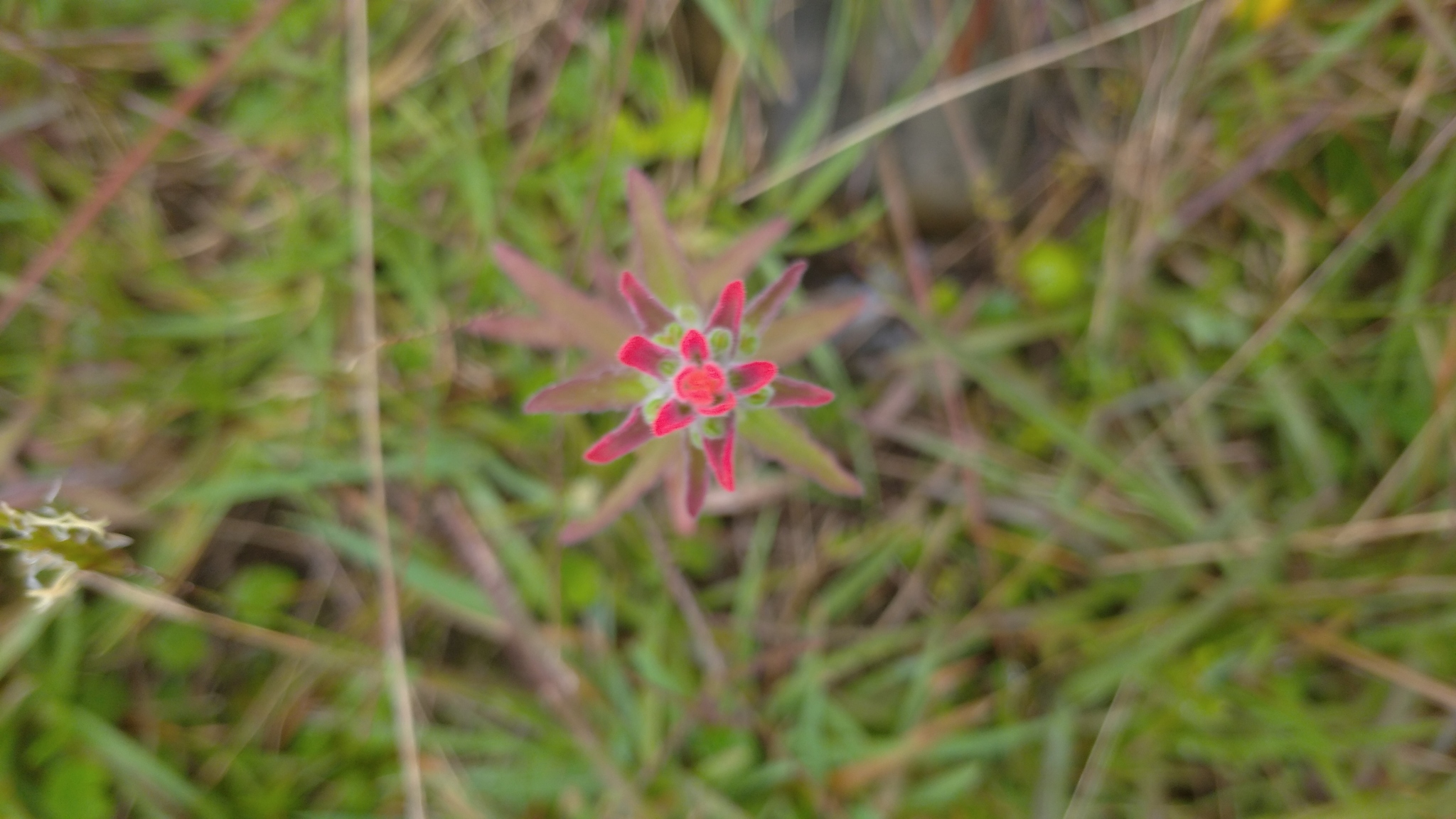 Castilleja arvensis image