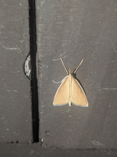 Thatch Pearl photo 4