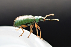 Polydrusus pterygomalis