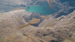 Xiphophorus hellerii