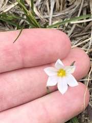 Sisyrinchium albidum