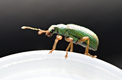 Polydrusus pterygomalis