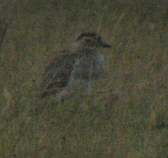 Burhinus bistriatus