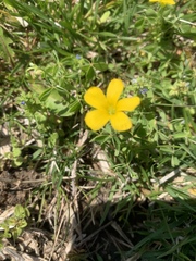 Oxalis dillenii