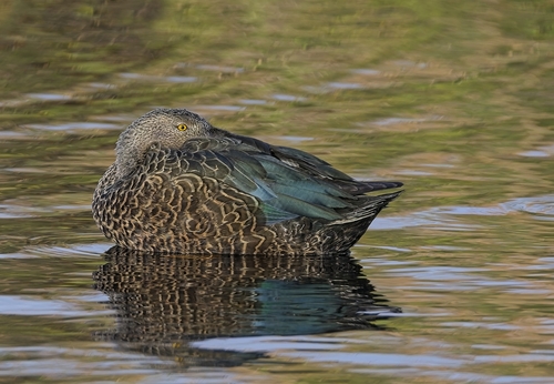 iNaturalist: (c) Daryl de Beer, some rights reserved (CC BY-NC), uploaded by Daryl de Beer iNaturalist image