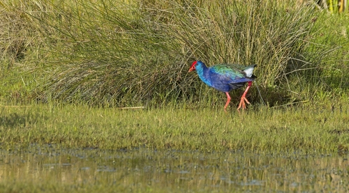 iNaturalist image