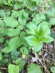 Aegopodium podagraria