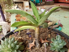 Echeveria canaliculata