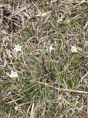 Sisyrinchium albidum