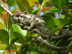 Bradypodion ventrale