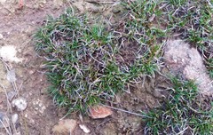 Schoenus breviculmis