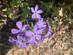 Phlox divaricata