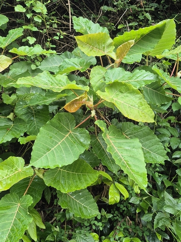 Ficus arnottiana, photograph 6