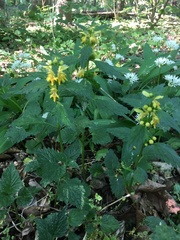 Lamium galeobdolon