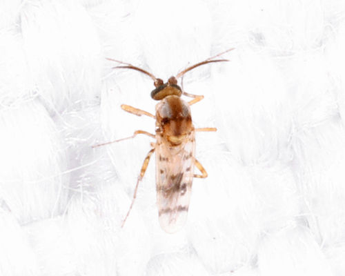 Monohelea, 2026-07-06