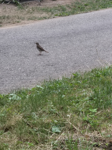 Song Thrush