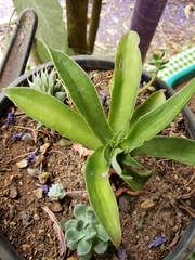 Echeveria canaliculata