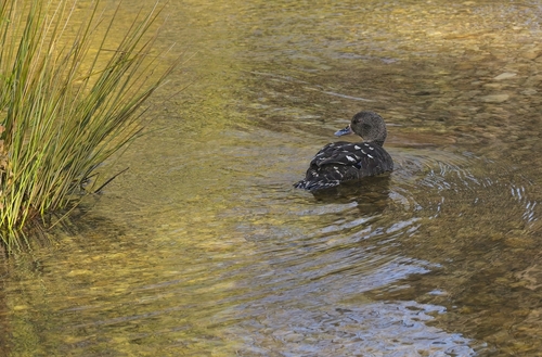 iNaturalist image