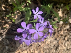 Phlox divaricata