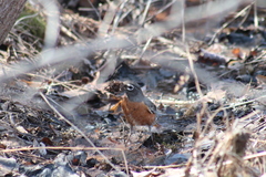 Turdus migratorius image