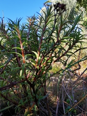 Crassula subulata subulata