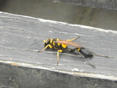 Sceliphron asiaticum