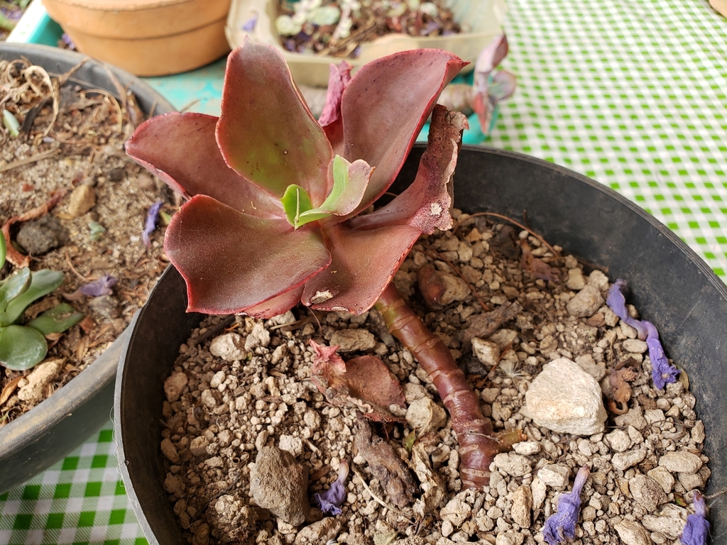 Echeveria patriotica
